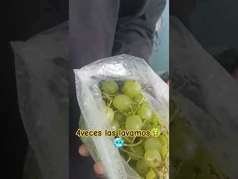 Me a tocado ver gente comiéndose como si nada! #parati #shortsviral #uvas#asombro #foryou