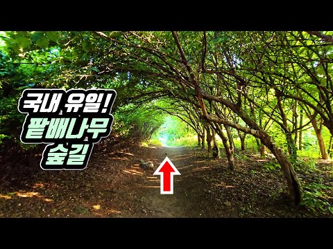 Rare Tree Colony Trekking Course in Korea's Downtown City