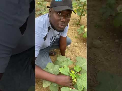 backyard farming: why you should get started #afrobeat #amapiano #music