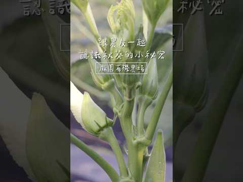 👩‍🌾全副武裝採收秋葵囉～＃里仁有機蔬果