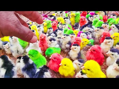 Pretty MURGI CHICKS Chirping Sound | Color Chickens | Paint Chickens | ARCOÍRIS Chickens