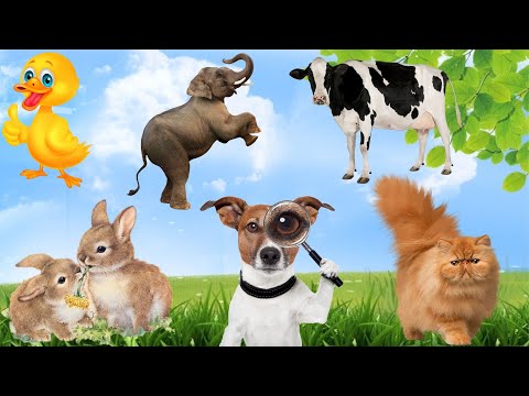 Diversified Friendships: Great Combination of Dogs, Cats, Ducks, Rabbits and Cows…