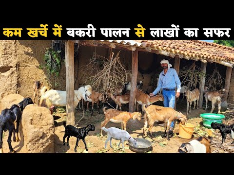 40 एकड़ जमीन है पर शुरू किया कम खर्चे में बकरी पालन | goat farm tour in chhattisgarh