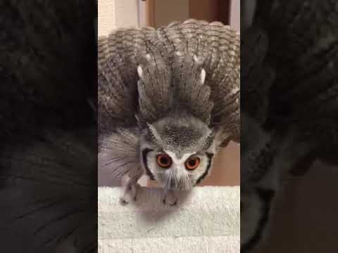 funny owl dancing #animals #cute #shorts