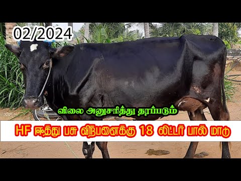 18 liter milk Cow for price | திருப்பூர் மாவட்டம் | hf maadu sale | Petlist tamil