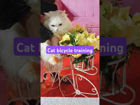 Cat bike learning training #shorts #vairalvideo #foryou #funnycats