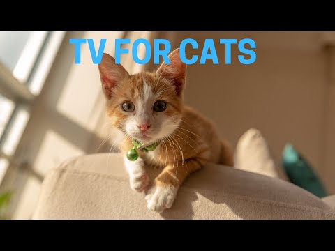 ‼️Cat TV: Over 4 Hours of Endless Stimulation 🐱 Calming Sounds and Stress Relief For Your Cat