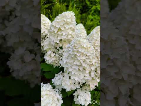 Hortenziju burvība#flowergarden #hortensia #gardenideas #гортензии #love #сад