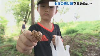 セミの抜け殻50個集めてバウムクーヘンと交換　岐阜・美濃加茂市