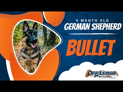 Bullet  | 9mo. GSD| Best Dog Trainers in Washington D.C.| Off Leash K9 Training | Best dog trainers