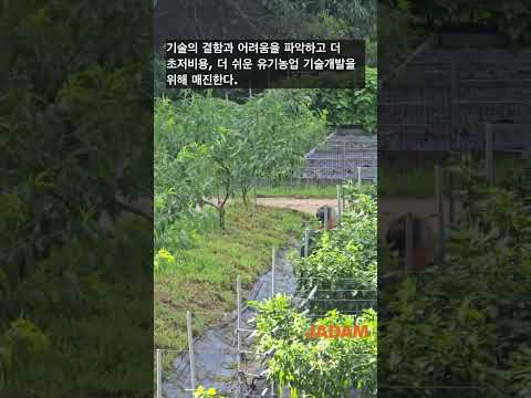 Farming Requires Constant Attention 한시도 긴장을 풀 수 없는 것이 농업이다 - JADAM Organic Farm #organicfarming