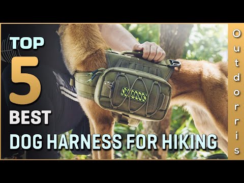 Top 5 Best Dog Harnesses for Hiking Review in 2023