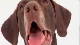 dogs 101 - german shorthaired pointer