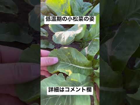 寒さにあたった小松菜の形　【有袴型】 #自然栽培 #秋冬野菜