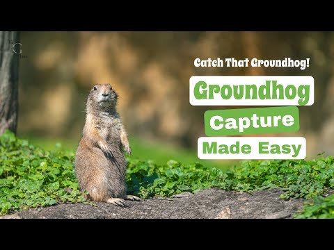 Catch and Release: How to Trap a Groundhog Safely and Humanely | The Guardians Choice