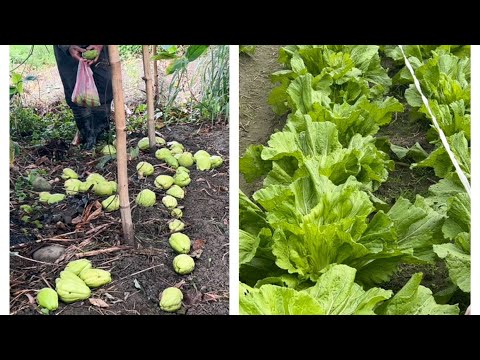 佛手瓜掉滿地～龍鬚菜種子～幾月份最好種