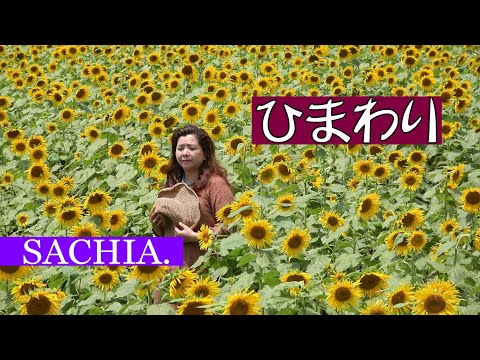 ひまわり　ソプラノ歌手 SACHIA. さちあ