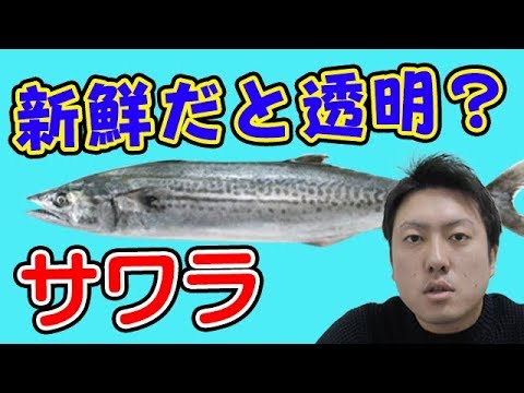 【魚図鑑 サワラ】堤防ジギング 釣り方！しゃくり方テクニック  ルアーカラー＆アクション