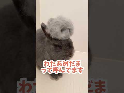 【うさぎあるある】うさぎからわたあめを作る方法【ネザーランドドワーフのコッペ】#ネザーランドドワーフ #コッペパン #うさぎ  #うさぎのいる暮らし #ウサギ #うさぎのいる生活 #shorts