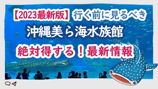 【沖縄観光1位 美ら海水族館見どころ（2023最新まとめ）】沖縄観光人気1位｜最新お得情報｜見どころ｜半券でプレゼントをゲット｜美ら海水族館まとめ