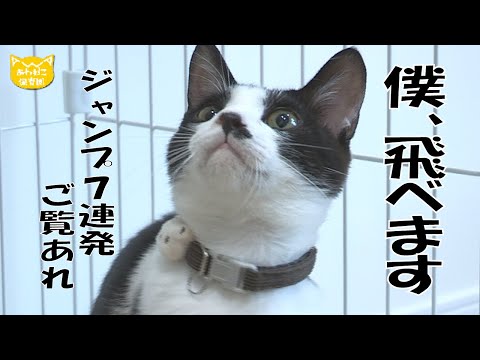 【あわねこ保育園】とにかく飛ぶ猫 ちいたけおくん【里親募集】