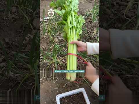 Instructions for you to propagate celery plants #garden #gardening #gardencare #gardenlover