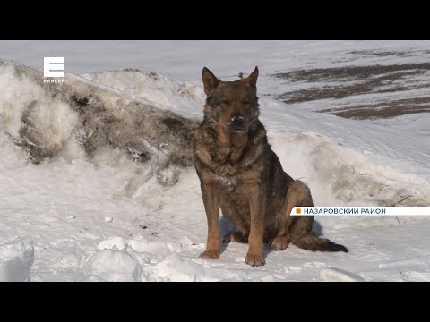 В Назаровском районе собака месяц жила у дороги и ждала хозяина