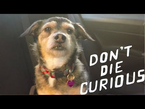 Tom Rosenthal - Don't Die Curious (Official Video)