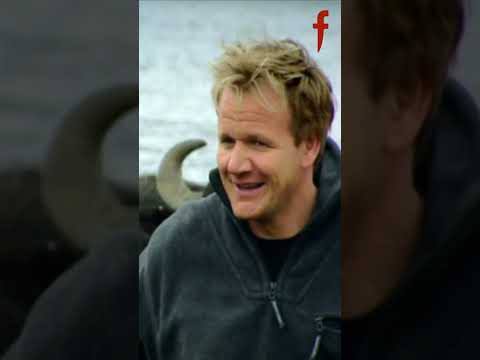 Gordon Ramsay attempts to ride a bull! #shorts #thefword #gordonramsay