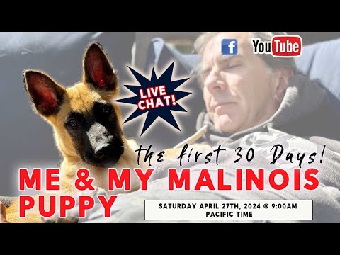 LIVE - My Malinois Puppy & Me - the first 30 days