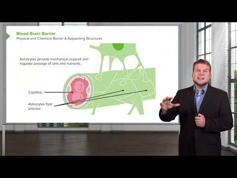 Circumventricular Organs CVOs & Blood Brain Barrier