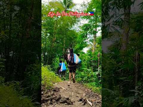 Countryside Life Philippines 🇵🇭 #farmer #farmerslife #walking #livinginthephilippines