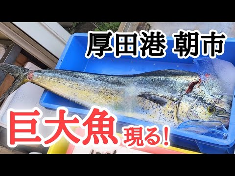 【北海道】北海道の海に異変！？鮭を買うつもりが…。平日の厚田港朝市🐟