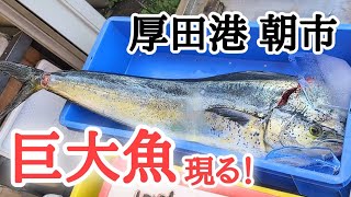 【北海道】北海道の海に異変！？鮭を買うつもりが…。平日の厚田港朝市🐟