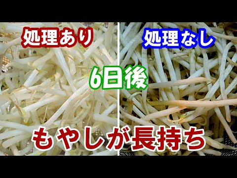 【もやしの50度洗い】50度洗いで何日もつのか？検証！ヒートショックの効果は？