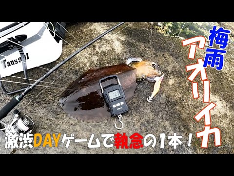 【アオリイカ】神奈川沖磯で梅雨のDAYゲームエギング（烏帽子岩）