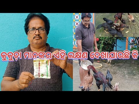 କୁକୁଡ଼ା ମାନଙ୍କର ଏହି ଲକ୍ଷଣ ଦେଖାଯାଉଛି କି@basanta_sir_kitchengarden #youtube #chicken