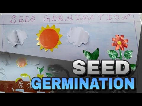 Seed germination School Project | plant life cycle model | How to do science project