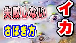 ヤリイカさばき方【ケンサキイカ】さばき方How to filet Sword tip squid