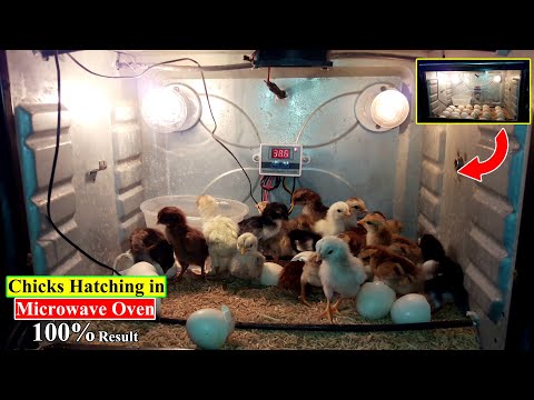 QUICK HATCH | CHICKS HATCHING IN MICROWAVE OVEN | HATCH EGGS WITHOUT INCUBATOR | YOU CAN DO THIS