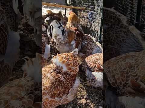 #bluelacedredwyandotte #chicken #farming #homesteading #livestock #hen #chickentractor #handsomejack