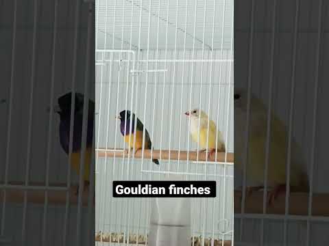 my 3 from 4 breeding pairs of gouldian finches!