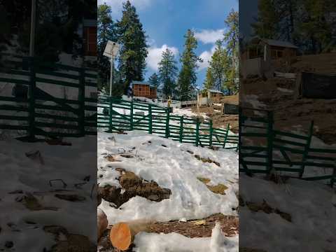 Winter Spiti 2024 via Shimla Narkanda❤️😍 #shorts #tatasafari #snowfall #shortvideo #camping