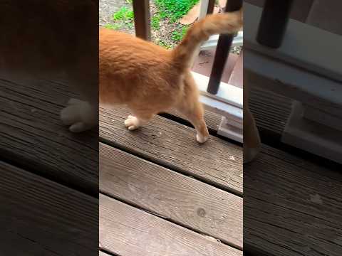 #catshorts #catvideos #countrylife #texas #precious #orangecat #catlover #toebeans #proudcatowner