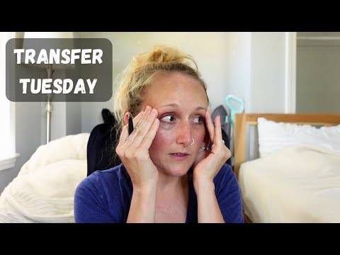 Financial updates + a stray cat in my apartment! | Transfer Tuesday