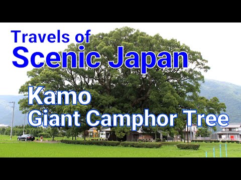 【484】Kamo Giant Camphor Tree  / Travels of Scenic Japan / Tabiator