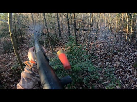 Deer Hunting With Dogs!! Kill Shot!! 4 Deer Down!! W.B. Hunt Club 1/3/24