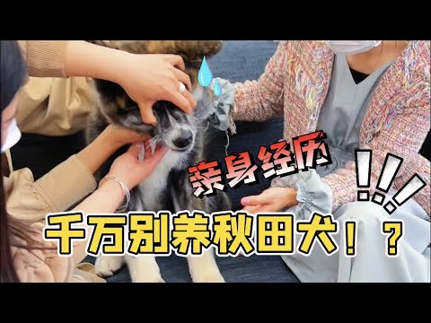 😂現在你還會想養秋田犬嗎？