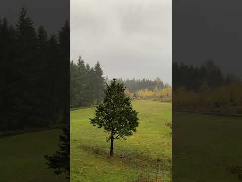 11月份，华盛顿州开始进入雨季🌧️