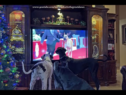 Funny Great Danes Only Want To Watch Great Dane At AKC National Dog Show